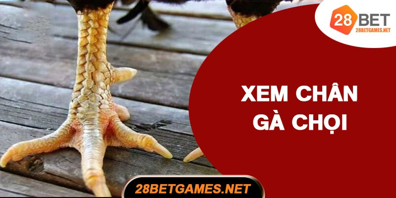 Hình dáng chân gà chọi